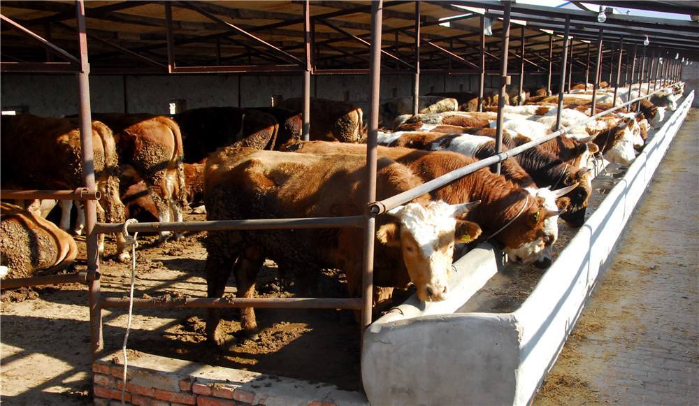 2、如何搭配肉牛飼料